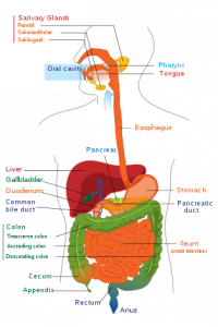 Digestive_system_diagram_edit