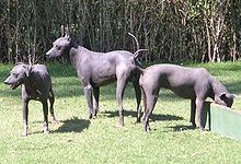 Mexico.Xoloitzcuintle.01