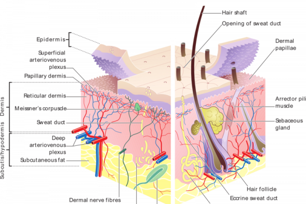 Skin_layers