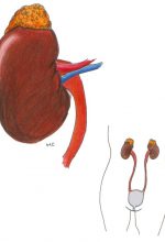 adrenal20gland