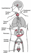 endocrine_system