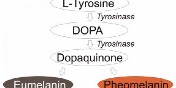 melanin_pathway