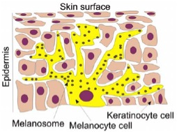 melanocytes