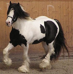 piebald_horse