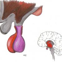 pituitary