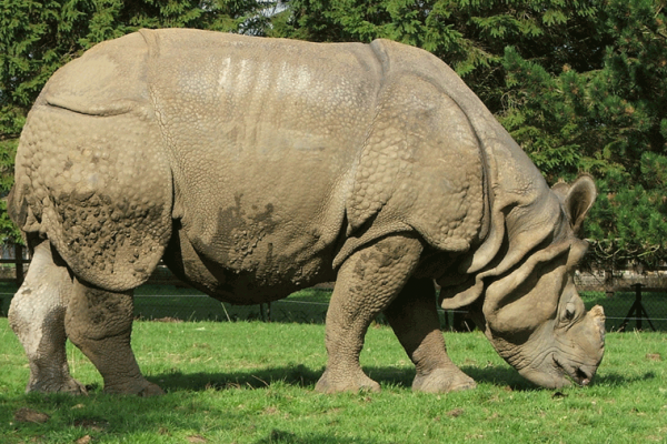 rhinoceros