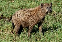 spotted_hyena