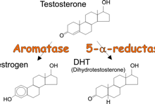 testosterone