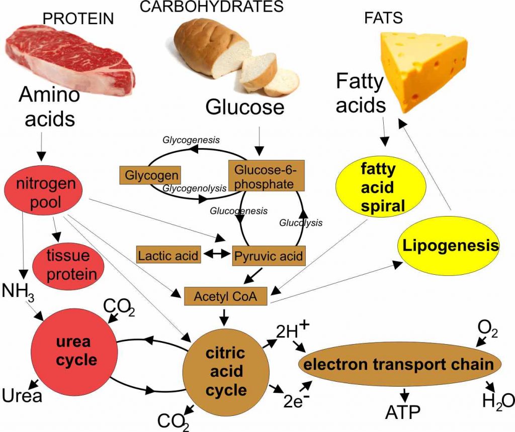 Обмен веществ схема белки жиры углеводы